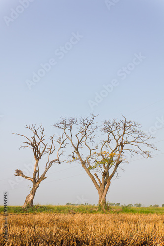 Wallpaper Mural Death of two plants located in pairs near each other Torontodigital.ca