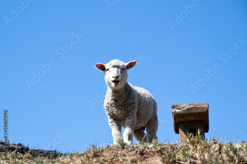 Lamb