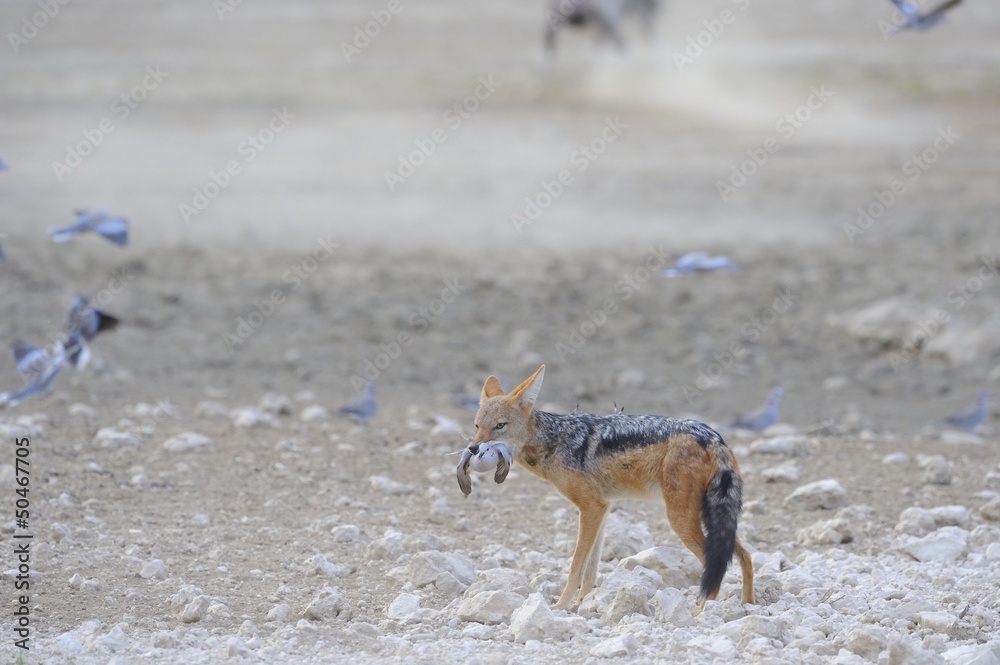 Fototapeta premium Black-backed jackal (Canis mesomelas) with captured dove