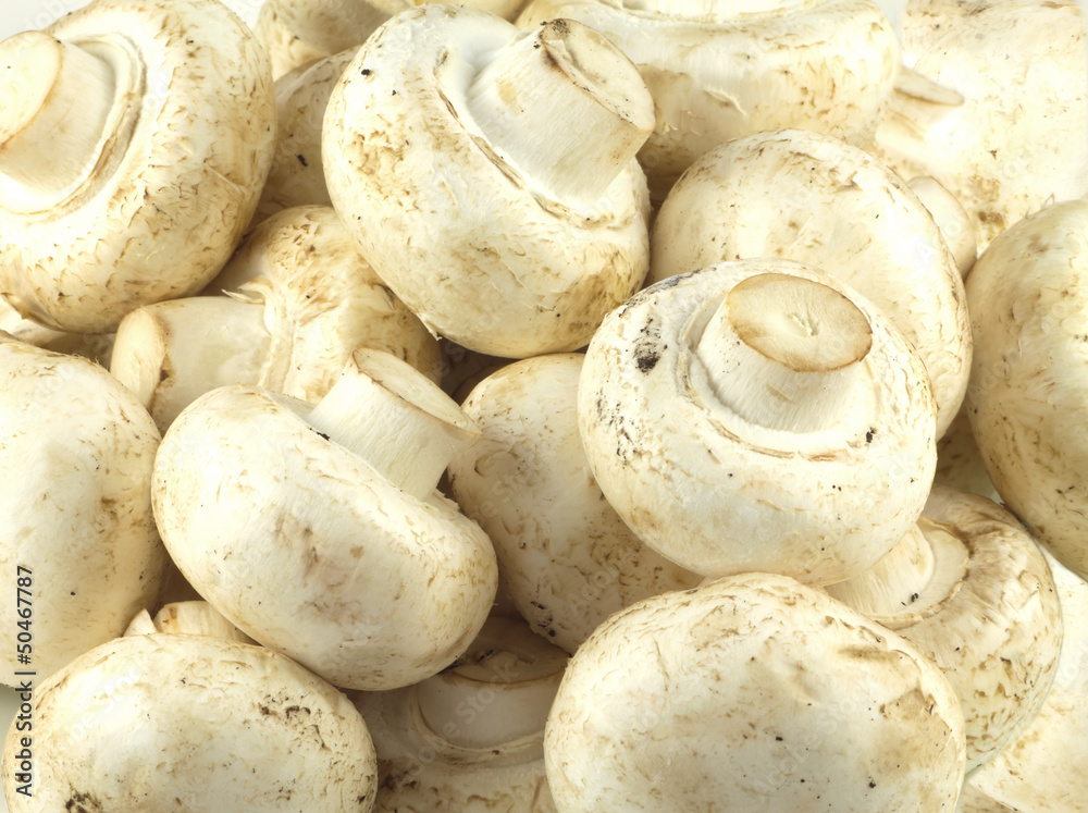 Many raw eatable mushrooms background closeup Many raw eatable mushrooms background closeup