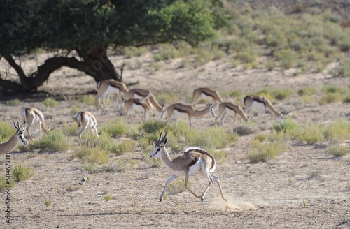 Male Springbuck (Antidorcus marsupialis) in dominance display photo