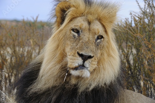 Fototapeta Naklejka Na Ścianę i Meble -   Afican lion (Panthera leo) carrying porcupine quill injury