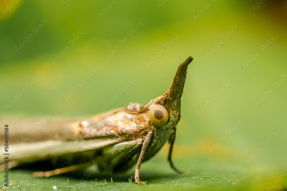 Fototapeta premium Lantern Fly