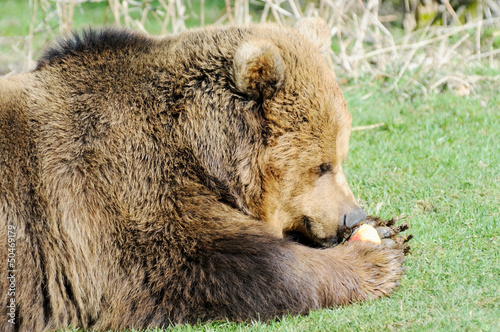 Brown bear eating