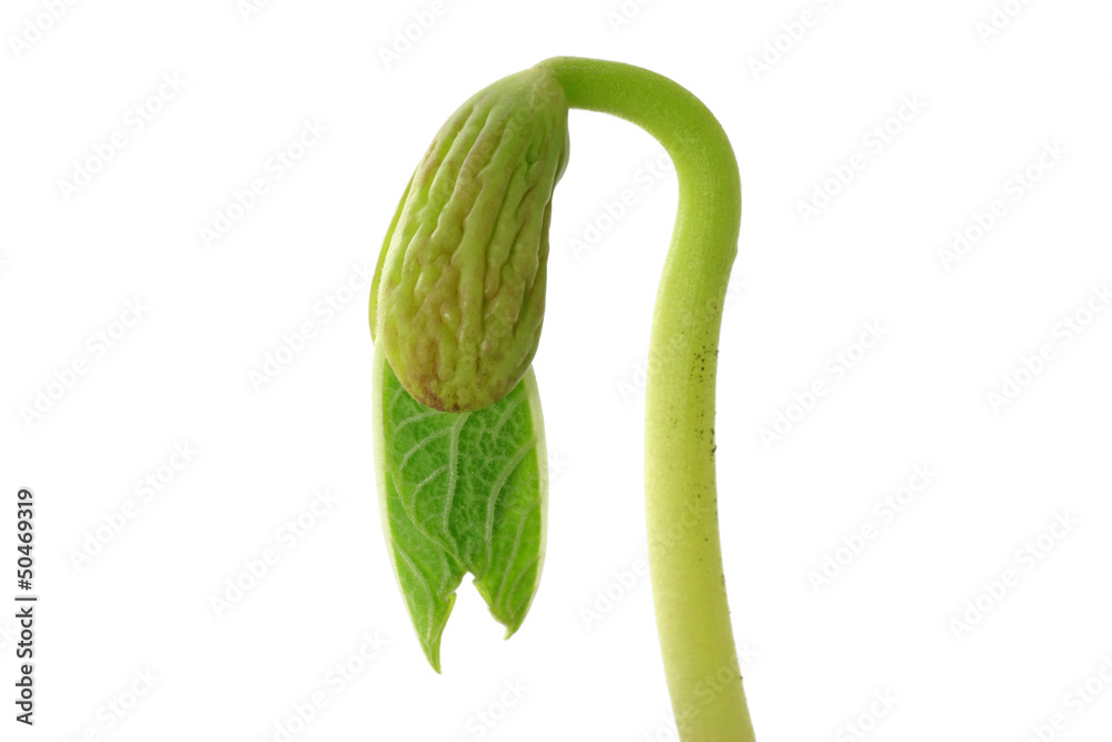 Obraz premium keimling