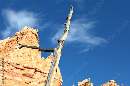 vieil arbre mort photo