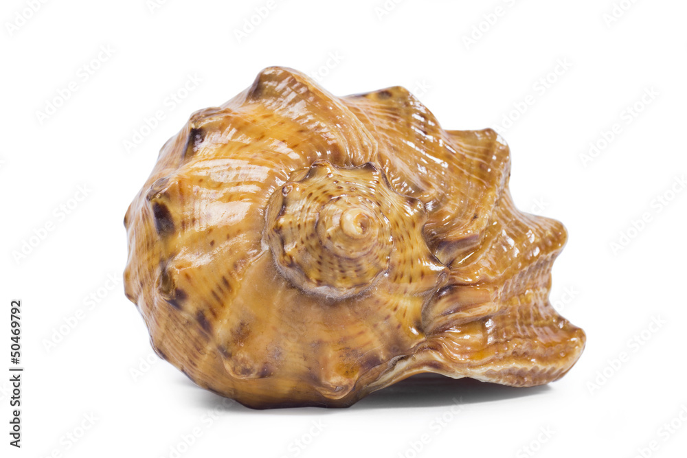 shell on the white background