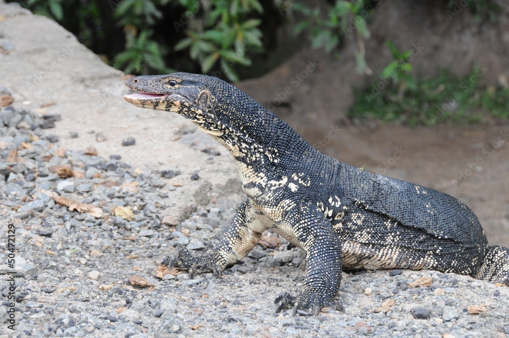 Monitor lizard Monitor lizard