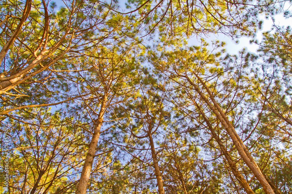 Fototapeta premium Pine trees and the sky