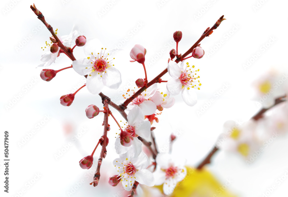 Branch with blossoms. Isolated on white background.