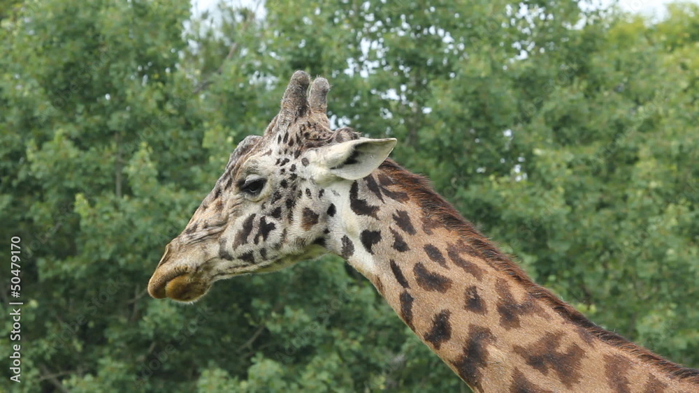 Giraffe chews on some food. Toronto Zoo, Ontario, Canada. Giraffe chews on some food. Toronto Zoo, Ontario, Canada.