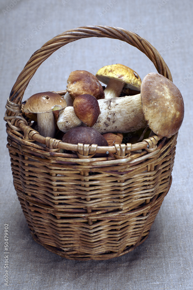 Basket full of cepe mushrooms Basket full of cepe mushrooms