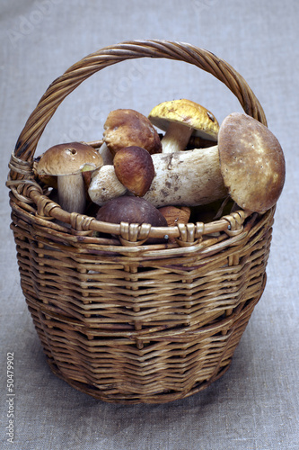 Basket full of cepe mushrooms