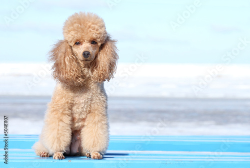 Miniature poodle portrait
