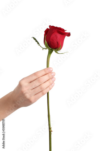 Beautiful woman hand holding a red rose bud