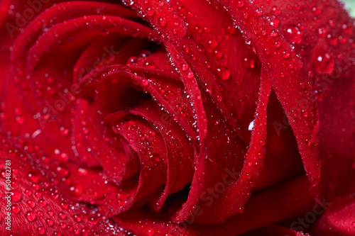 Fototapeta Naklejka Na Ścianę i Meble -  Red rose.