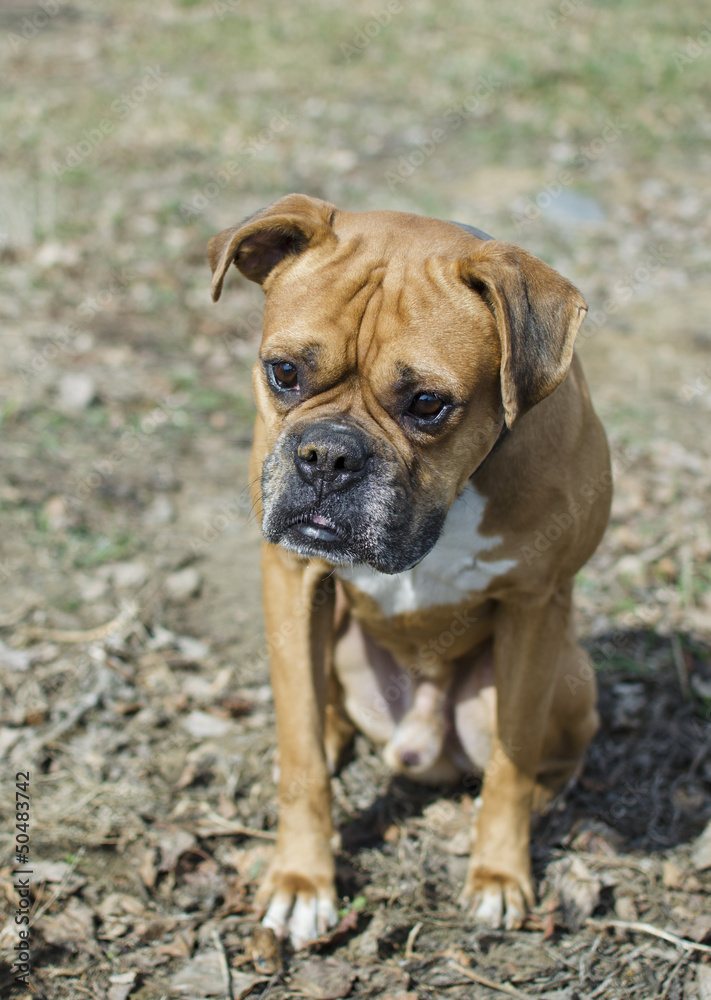 Boxer breed dog is sitting on the ground