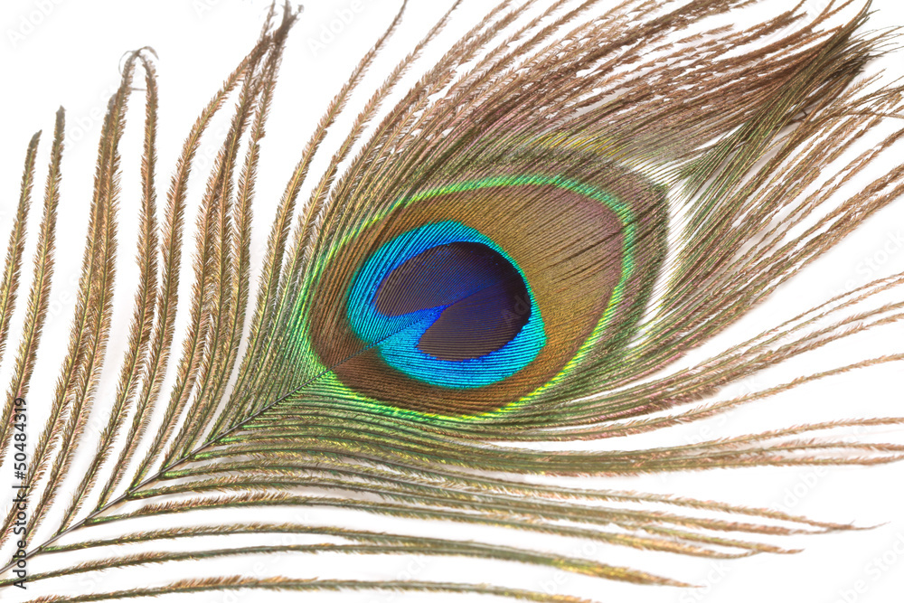 Naklejka premium Close up of peacock feather on a white background