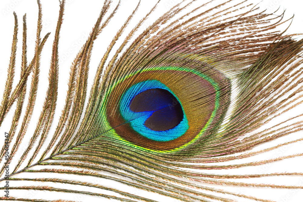 Naklejka premium Close up of peacock feather on a white background