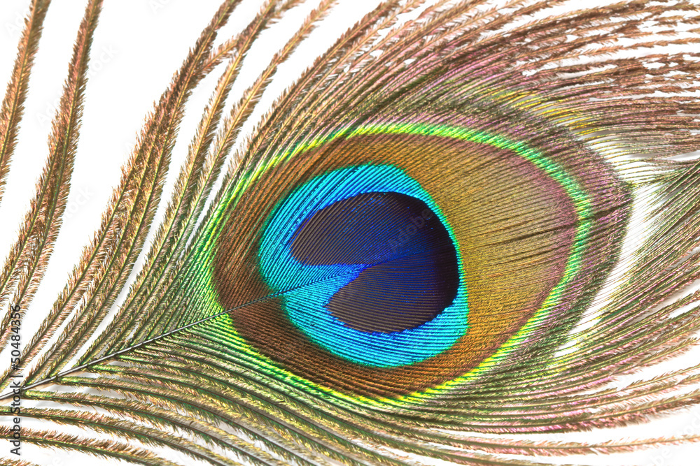 Fototapeta premium Close up of peacock feather on a white background