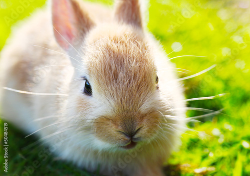 Frohe Ostern | Kuscheliger Hase | Osterhase photo