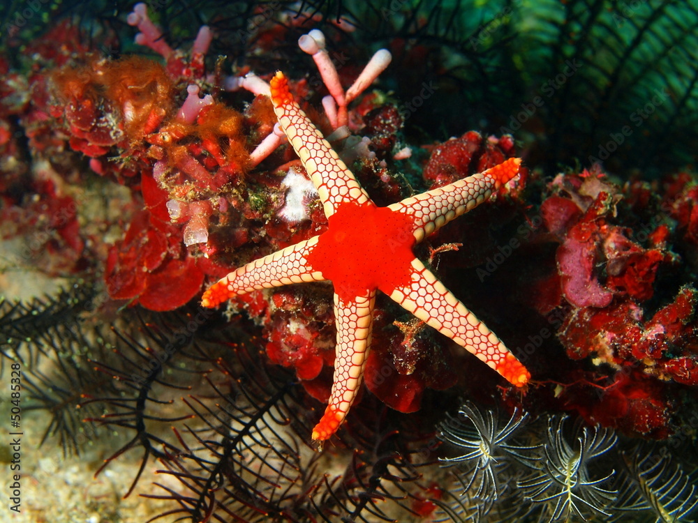 Obraz premium Starfish, Philippine sea