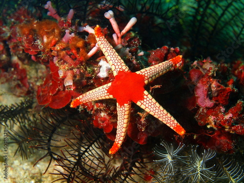 Starfish, Philippine sea
