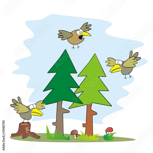 birds and forest