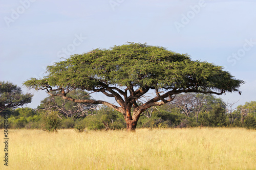 African Acacia tree, Hwange National Park