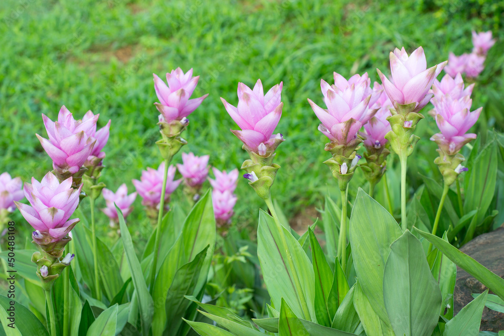 Siam Tulip blooming in garden