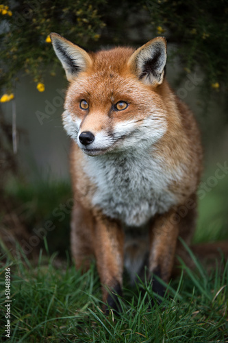 Fox