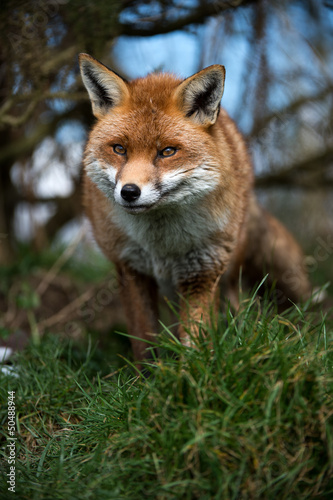 Stalking Fox