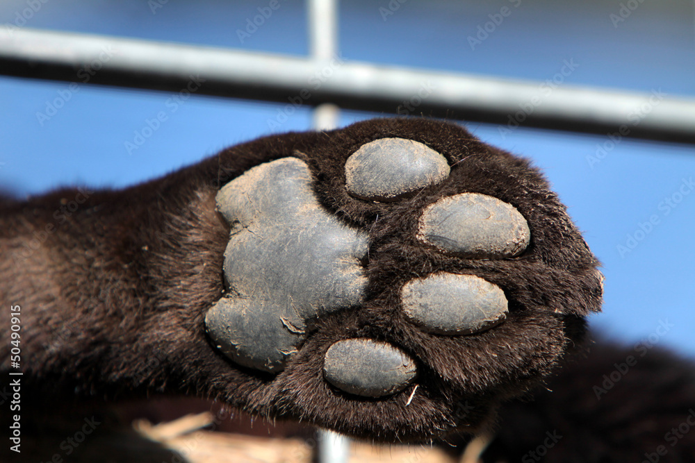 Pfote eines Schwarzen Panthers Stock Photo | Adobe Stock