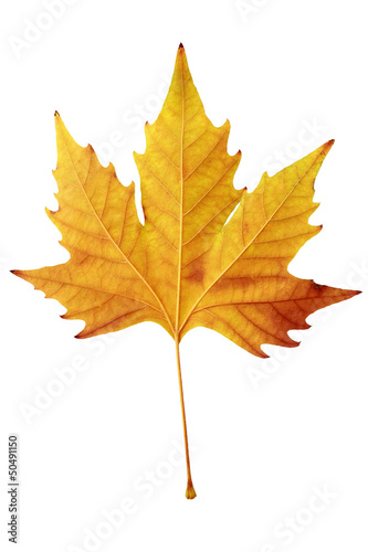 Foto close up of dry maple leaf over white
