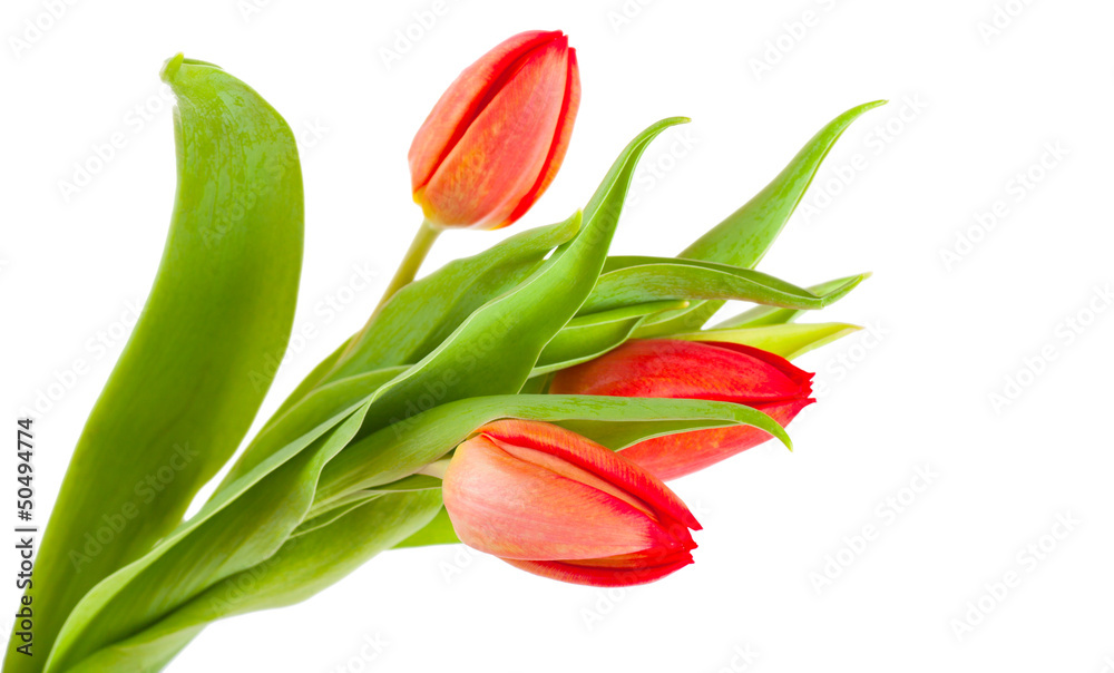 Tulips Tulips