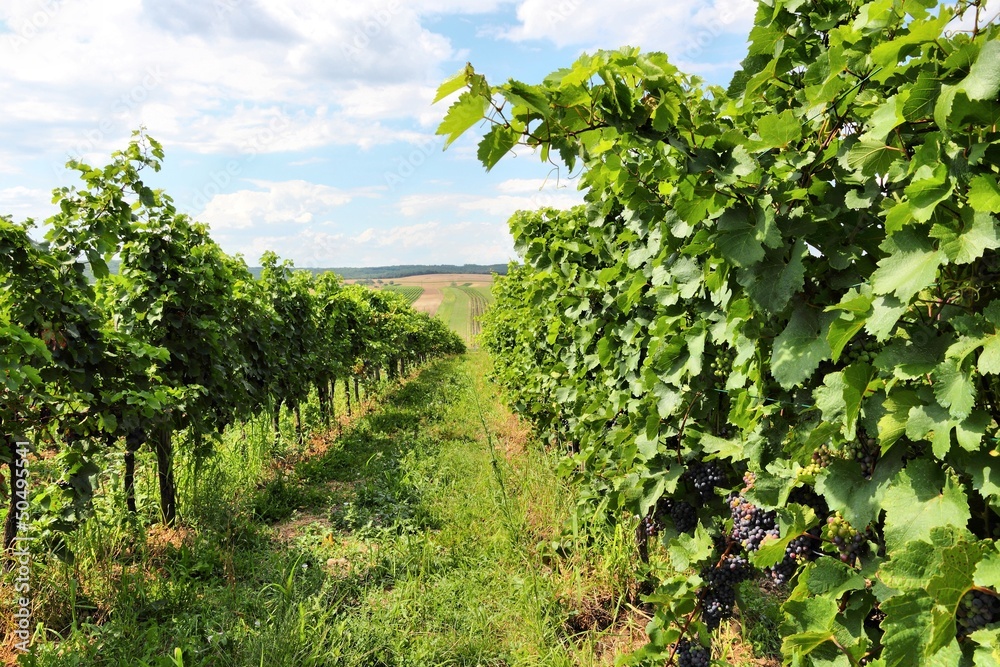 Burgenland vineyards in Austria
