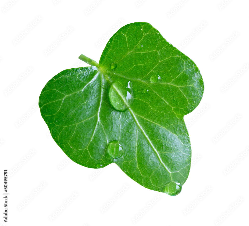 Fototapeta premium Fresh green leaf with rain drop on white background