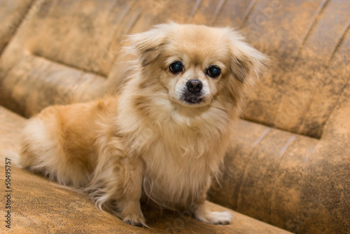 Portrait of long haired chihuahua closeup.
