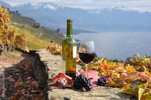 Fototapeta Naklejka Na Ścianę i Meble -  Wine on the terrace vineyard in Lavaux region, Switzerland