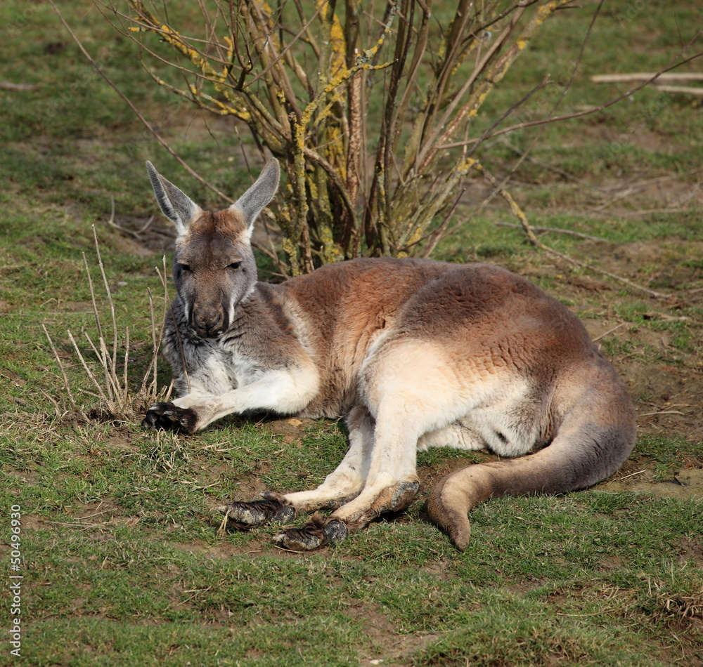 kangourou couché