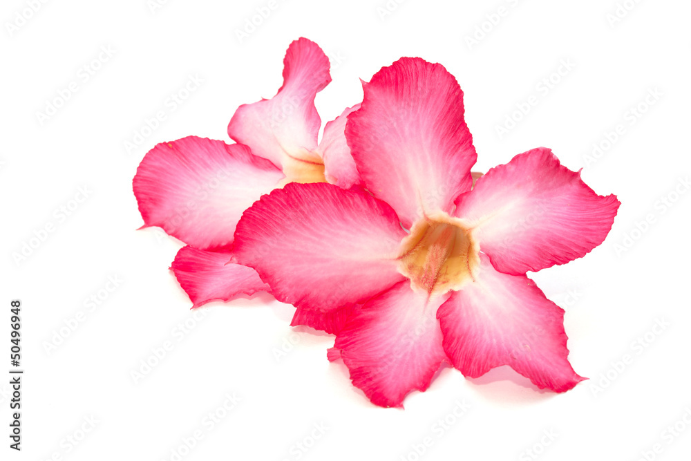 Desert rose flower isolated on the white background Desert rose flower isolated on the white background