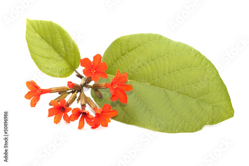 Cordia flower isolated on the white background