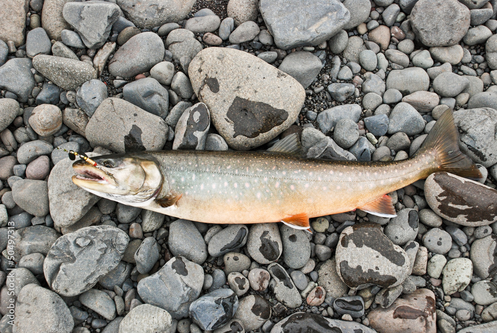 Obraz premium Arctic char