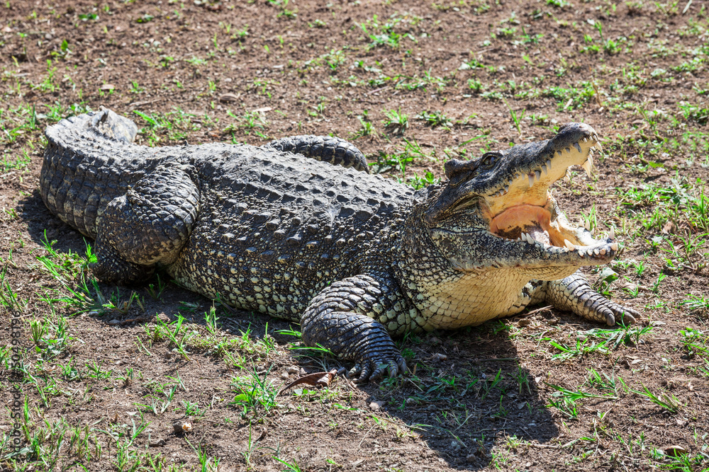 Naklejka premium crocodile with open jaws