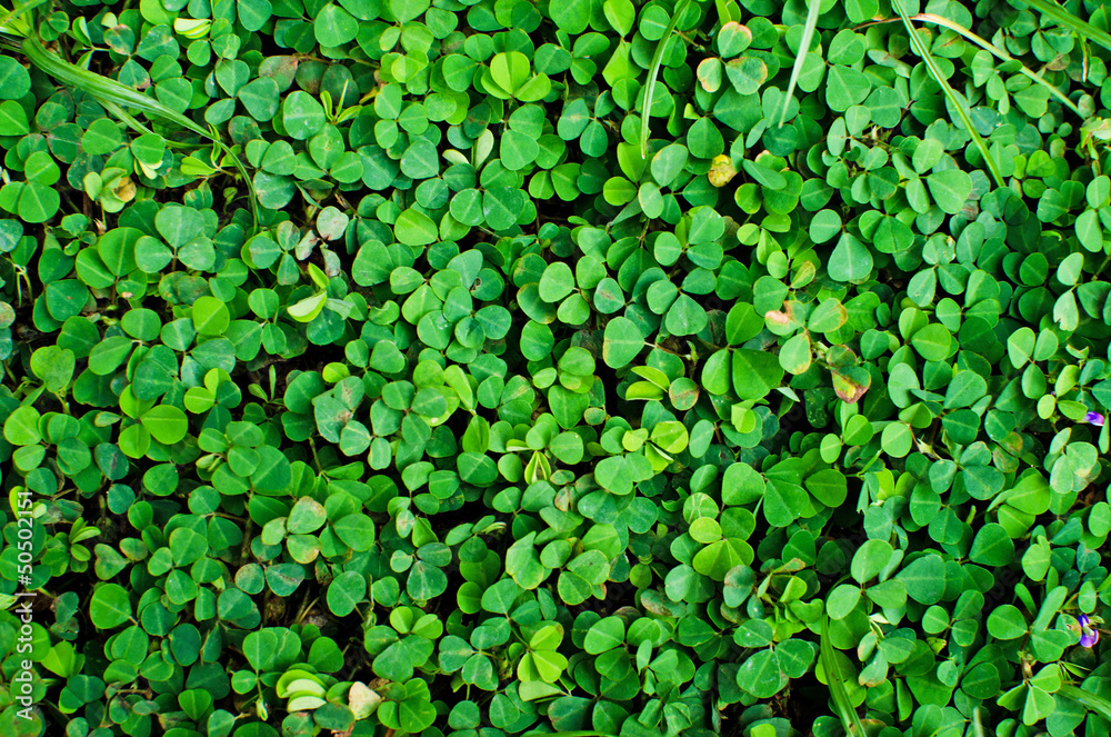 Fresh green grass background texture Fresh green grass background texture