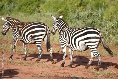 Zebre in Africe