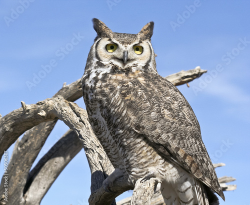 A Great Horned Owl Against a Blue Sky