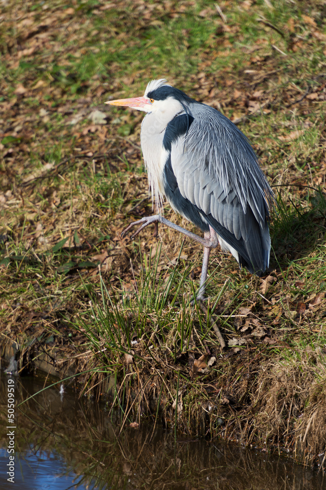 Grey Heron