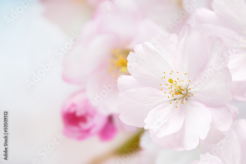 Branch of Japanese cherry (Sakura) with pink blossom