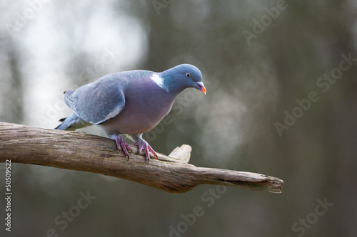 common wood pigeon